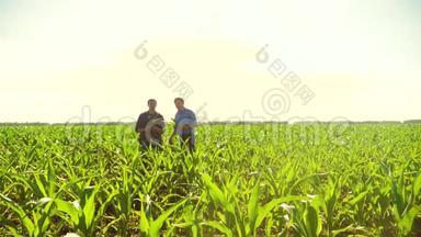玉米两个农民穿过他的田地走向镜头。 慢动作视频玉米地农业。 玉米老农
