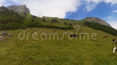 瑞士阿尔卑斯山草地上放牧的牛群