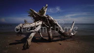 拉脱维亚波罗的海科尔卡角海滩死松树