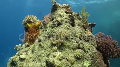 深海中的海葵和小丑鱼.