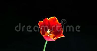 黑色背景下盛开的红色郁金香花时