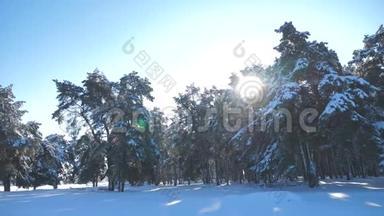 冬松林中雪的阳光运动.. 冻霜圣诞新年树。 概念新年冬天。 <strong>慢慢慢慢</strong>