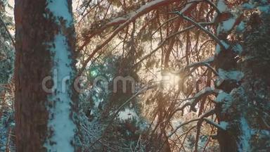 树顶冬天，蓝天，松，雪，树枝，阳光，在日落时，照亮冬天的风景。 阴天的冬天树顶