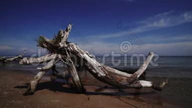 拉脱维亚波罗的<strong>海科</strong>尔卡角<strong>海</strong>滩死松树