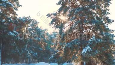 <strong>冬松</strong>日林中雪的阳光运动.. 冰冻霜圣诞节新年生活方式树。 新概念
