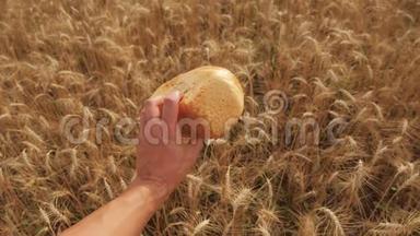 人在麦田里捧着一个金色的面包.. 慢动作视频。 小麦领域的成功农学家。 收获