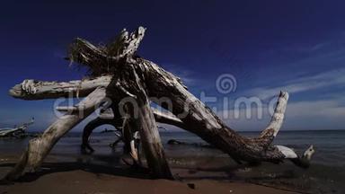 拉脱维亚波罗的海科尔卡角海滩死松树
