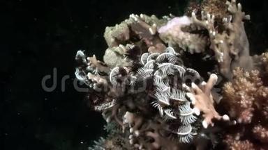 水下放松视频关于珊瑚礁在纯净透明的红海。