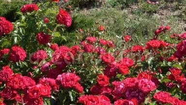 花园里的<strong>红玫瑰盛开</strong>在植物园里