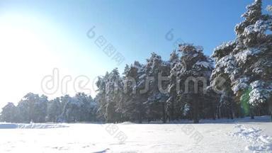 冬松林中雪的阳光运动.. 冻霜圣诞新年树。 概念新年冬天。 慢慢慢慢