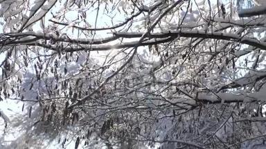 干燥冻枝树冬日雪日阳光眩目美景.. 白色背景上干燥的树枝