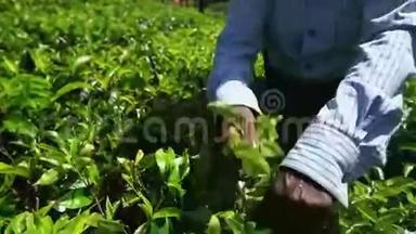 2016年1月在斯里兰卡的Nuwara Eliya种植园采摘茶叶