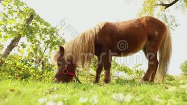 棕色小马在草地上吃草，小马吃草，特写，棕色小马