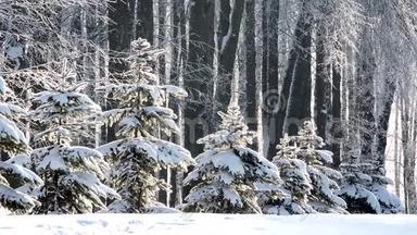 冬天在森林里下雪，柔和的圣诞节早晨下雪