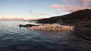 斯瓦尔巴海岸北冰洋水中的死鲸。