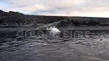 斯瓦尔巴海岸<strong>北冰洋</strong>水中的死鲸。