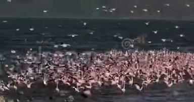 小火烈鸟，小型短<strong>翅</strong>目，飞行群，肯尼亚博戈里亚湖的殖民地，