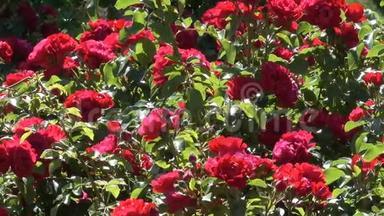 花园里的<strong>红玫瑰盛开</strong>在植物园里