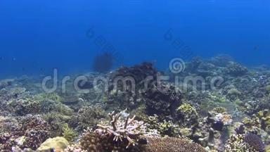 带条纹大<strong>眼霜</strong>的珊瑚礁。 4k