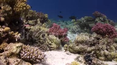 红海海底背景珊瑚上的鱼群。