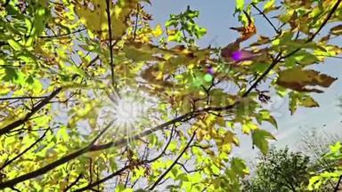 森林树木的轮廓和绿色的春天夏天的叶子在白天的天空，太阳耀斑的光线在森林中飞过自然