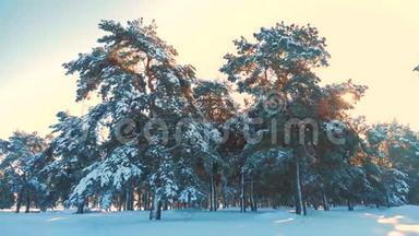 <strong>冬松</strong>林中雪的阳光运动.. 冻霜圣诞新年树。 新概念<strong>冬</strong>季