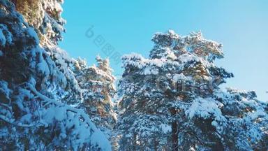 树顶寒冷的白天，冬天的松树，雪枝，<strong>阳光</strong>，<strong>阳光</strong>，在日落时，照亮冬天的风景。 树顶在树上