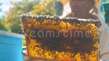 养蜂人拿着满是蜜蜂的蜂巢。养蜂人在养蜂场检查蜂巢生活框架。养蜂理念