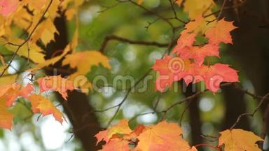 秋天的风景-<strong>鲜艳</strong>的<strong>黄色</strong>枫叶在风中颤抖。