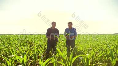 玉米两个农民穿过他的<strong>田地</strong>走向镜头。 慢动作视频玉米地农业。 玉米老农