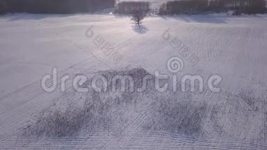 树冬野克里木尔达拉托航空无人机顶视图4K UHD视频