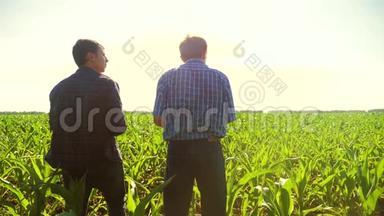 玉米两个农民穿过他的田地走向<strong>镜头</strong>。 慢动作<strong>视频</strong>玉米地农业。 玉米<strong>老</strong>农