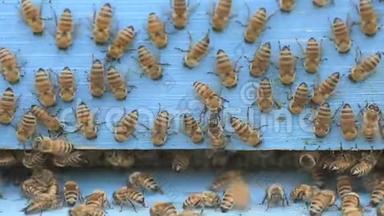 蜜蜂清洗木制的入口