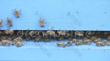 蜜蜂清洗木制的入口
