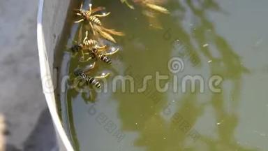 黄蜂波兰人喝水。 黄蜂从锅里喝水，在水面上游泳，不要下沉。