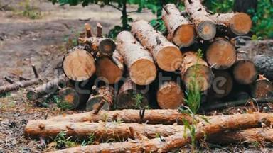 从被砍伐的树木中得到的巨大原木躺在地上的森林里。 折叠的树在地上。 森林砍伐的问题.. 支柱