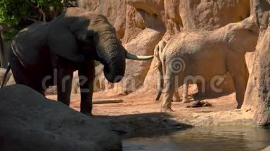 一群沙漠大象在炎热的夏日，试图社交，超高清4k，实时