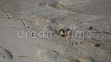沙滩蟹