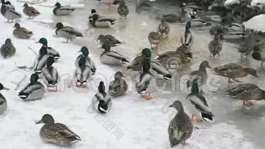 一个寒冷的冬天，鸭子和鸭子在红溪里游泳