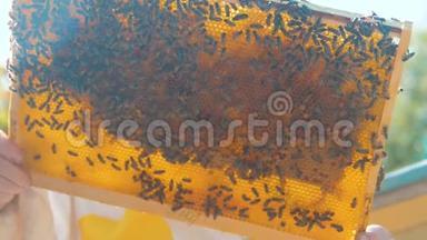 养蜂人的生活方式充满了蜜蜂。 养蜂人在养蜂场检查蜂窝框架。 养蜂概念