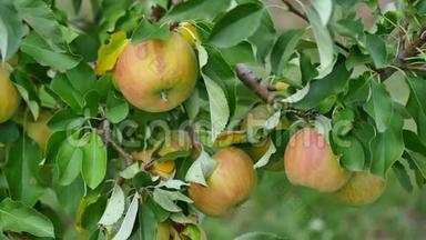 果园里有黄苹果的苹果树