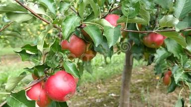 果园里有红苹果的苹果树
