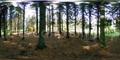 超高清4K360VR虚拟现实的一个城市公园游乐区.. 秋天或夏天的<strong>树木</strong>和<strong>绿草</strong>