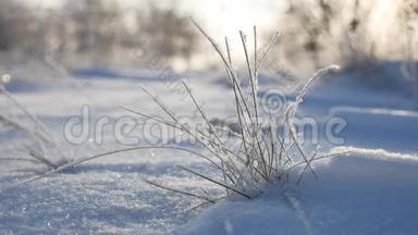 冰封的草在冬天的风中摇曳，雪落，大自然美丽的阳光，阳光，耀眼的阳光