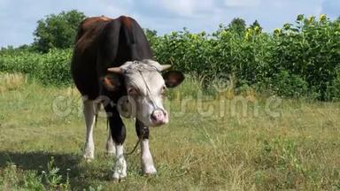 美丽的<strong>灰白色</strong>公牛在草地上吃草