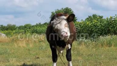 美丽的灰白色公牛在草地上吃草