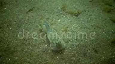 海崖乌波吉比亚pusilla-一种卡利亚纳索夫超科甲壳动物