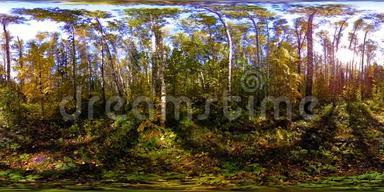 超高清4K360VR虚拟现实的一个城市公园游乐区.. 秋天或夏天的<strong>树木</strong>和<strong>绿草</strong>