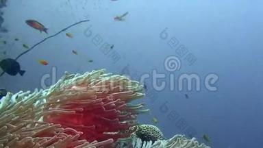 马尔代夫海底的海葵和明<strong>亮</strong>的<strong>橙色</strong>小丑鱼。