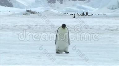 南极洲的帝企鹅